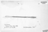 Epichloe typhina image